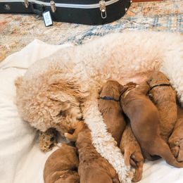 Creasy - Goldendoodle