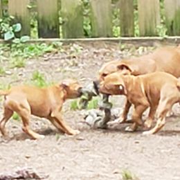 Bull Terrier and Staffordshire Bull Terrier Puppies from Courstaff Staffords