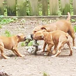Bull Terrier and Staffordshire Bull Terrier Puppies from Courstaff Staffords