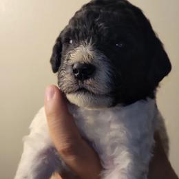 Poodle Puppies from Choco Poodles
