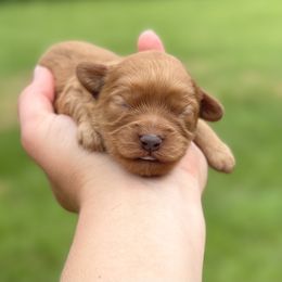 Girl 1 - Georgia - Red female Cavapoo puppy in Coal City, Indiana from Wednesday & Co