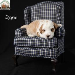 Joanie - Apricot female Australian Labradoodle puppy in Cashmere, Washington from Mountain Home Doodles