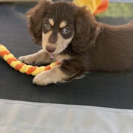 Dachshund Puppies from Delta Dachshunds