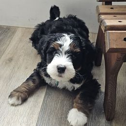Sleepy - Bernedoodle puppy from Mi-De Doodles
