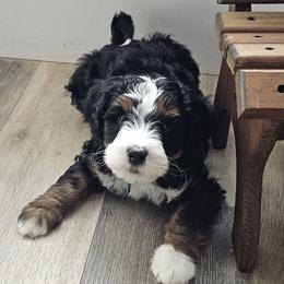 Sleepy - Bernedoodle puppy from Mi-De Doodles