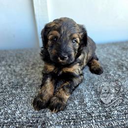 Pebble - Black male Goldendoodle puppy in Chattanooga, Tennessee from Hilltop Cuddle Pups