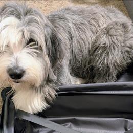 Aussiedoodle puppies from Ivy's Garden