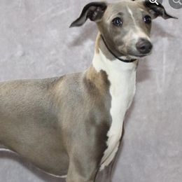 Italian Greyhounds from Shengli IGs