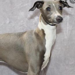 Italian Greyhounds from Shengli IGs