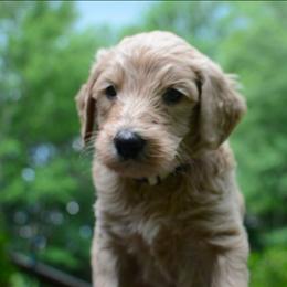 Honey - Cream male Goldendoodle puppy in Tyrone, Georgia from Whisper Wood Creek