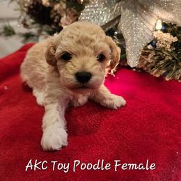 Poodle Puppies from Wendy's Poodles