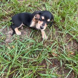 Purple collar - Black and cream female Dachshund puppy in Eustis, Florida from K8’s Dachshunds