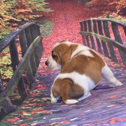 Basset Hound Puppies from Royal Baez Basset