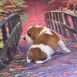 Basset Hound Puppies from Royal Baez Basset