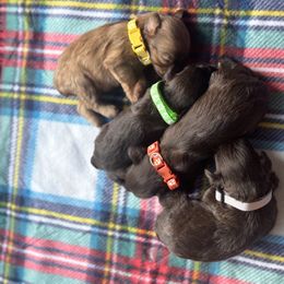 Miniature Schnauzer puppies from South Florida Miniature Schnauzers