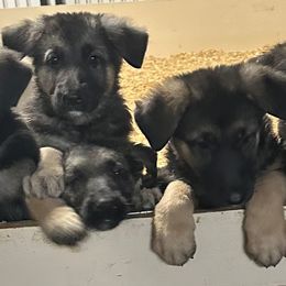 German Shepherds from Tonor-Steffca German Shepherd dogs