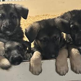 German Shepherds from Tonor-Steffca German Shepherd dogs