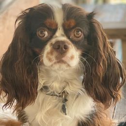 Twix - Cavalier King Charles Spaniel