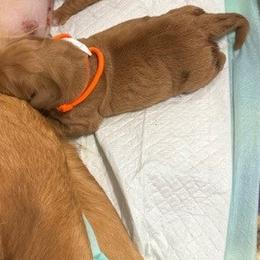 Boy 1 - Golden Retriever puppy from Floyd Ranch Field Goldens