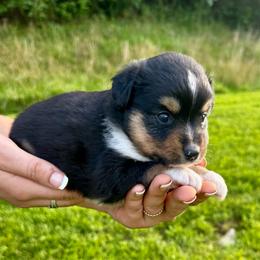 Mocha - Black tri female Miniature Australian Shepherd puppy in Mount Carmel, Tennessee from Hill Top Mini Aussies