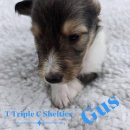 Gus - Sable and white male Shetland Sheepdog puppy in Gladbrook, Iowa from T Triple C Shelties