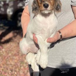 Emma - Merle female Assorted Doodle Crosses puppy in Moses Lake, Washington from Amani’s Doodles