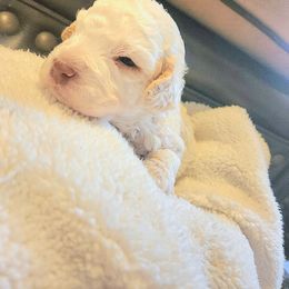 Boy 4 - Orange roan male Lagotto Romagnolo puppy in Lyman, Idaho from Regal Romagnolos