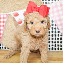 Dixie - Apricot female Goldendoodle puppy in Antlers, Oklahoma from Rocking H