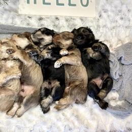 Miniature Schnauzer Puppies from Schnauzers on Robinson Lane