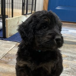 Bernedoodle Puppies from Oodles of Doodles