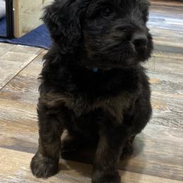 Bernedoodle Puppies from Oodles of Doodles