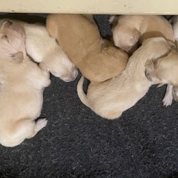 Golden Retriever Puppies from Prim's Golden Retrievers