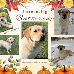 Buttercup - Yellow female Labrador Retriever puppy in Eaton Rapids, Michigan from Higher Ground Labradors