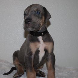 Tank - Blue male Great Dane puppy in Edinburg, Texas from Chestnut Great Danes