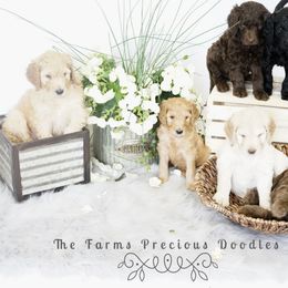 Goldendoodle and Sheepadoodle Puppies from The Farms Precious Doodles