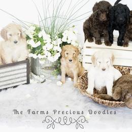 Goldendoodle and Sheepadoodle Puppies from The Farms Precious Doodles