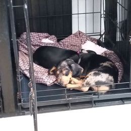 Dachshund Puppies from White River Valley Kennel