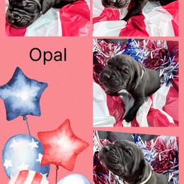 Opal - Black and white female Great Dane puppy in Gonzales, Louisiana from Anstatt House Of Danes