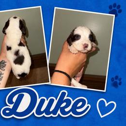 Duke - Liver white and tan male English Springer Spaniel puppy in Williston, Florida from Parks Paradise Springers