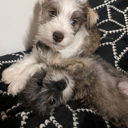 Miniature Schnauzer Puppies from Brown’s Kennel Club