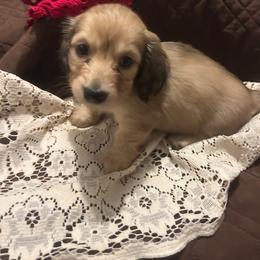 Percy - Cream male Dachshund puppy in Tahlequah, Oklahoma from Love Some Dogs Dachshunds & Cavalier King Charles Spaniels,Cavapoos