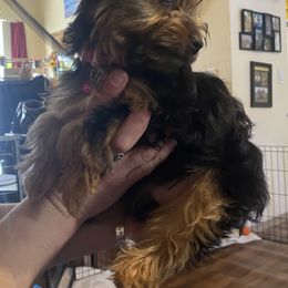 Yorkshire Terrier Puppies from Cutest AKC AZ Yorkies
