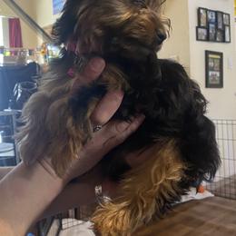 Yorkshire Terrier Puppies from Cutest AKC AZ Yorkies
