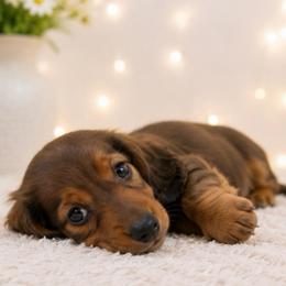 Yeti - Red male Dachshund puppy in Desloge, Missouri from Snows Doxies