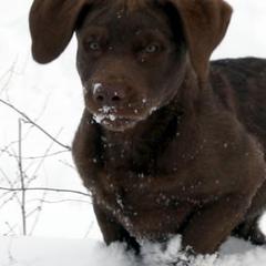 Chesapeake Bay Retrievers from Del Brave