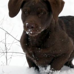 Chesapeake Bay Retrievers from Del Brave