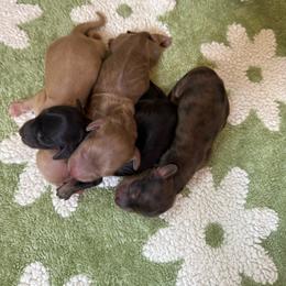 Girl 2 - Dapple female Dachshund puppy in Krum, Texas from AG Dachshunds