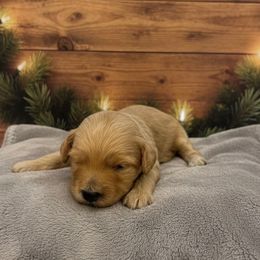 Puppy 1 - Red male Maltipoo puppy in St. George, Utah from Winchester Hills Poodles and Doodles