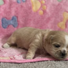 Maltese, Pomeranian, Shih Tzu, and Yorkshire Terrier Puppies from Gibbs Gorgeous Paws LLC