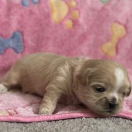 Maltese, Pomeranian, Shih Tzu, and Yorkshire Terrier Puppies from Gibbs Gorgeous Paws LLC